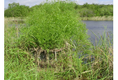 Vegetation around inlet