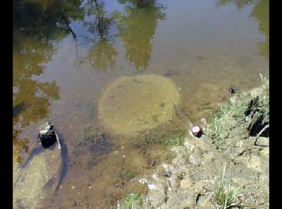Uncontrolled seepage or 'piping'